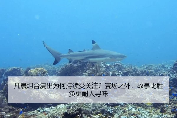 凡晨组合复出为何持续受关注？赛场之外，故事比胜负更耐人寻味